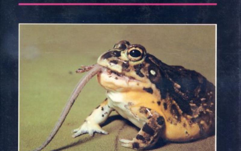 Front cover of Frogs Of South Africa by Vincent A. Wager