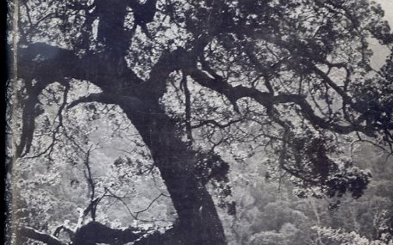 Front cover of Southern Cape Forests and Trees by F. von Breitenbach