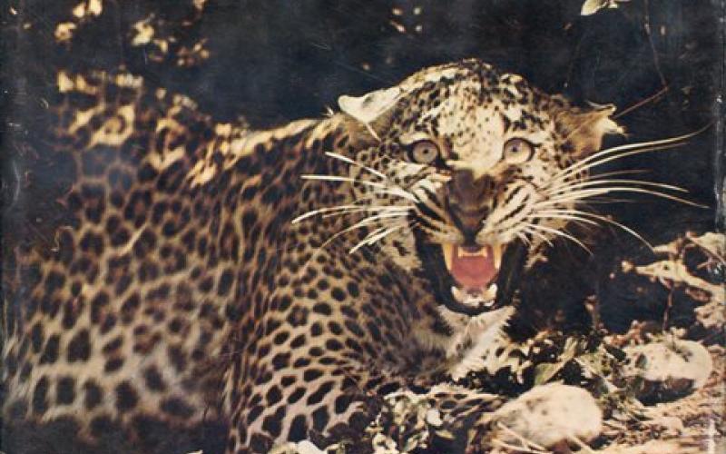 Front cover of The Leopard by Peter Turnbull-Kemp
