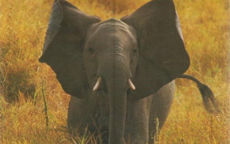Front Cover of Animalwatching by Desmond Morris