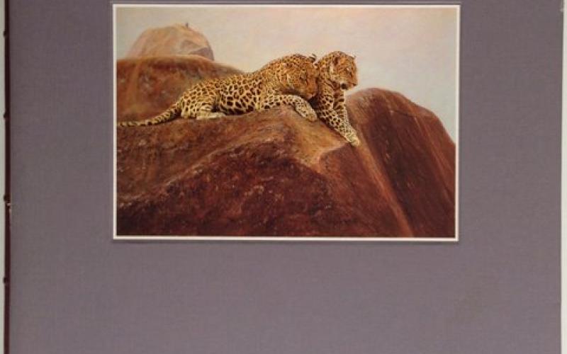 Back Cover of Cats of Africa by Anthony Hall-Martin and Paul Bosman