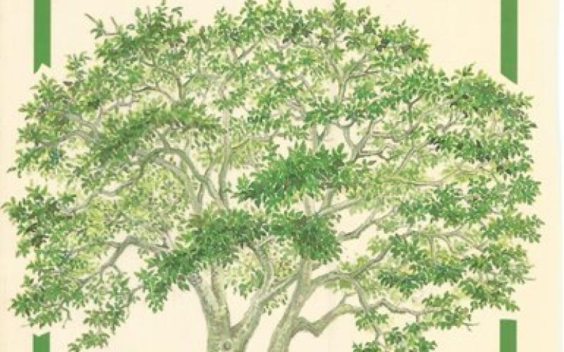 Front Cover of Common Trees by Eugene & Glen Moll 