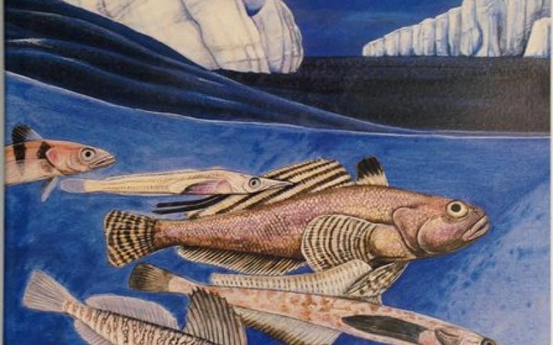 Front Cover of Fishes of the Southern Ocean by O Gon and PC Heemstra