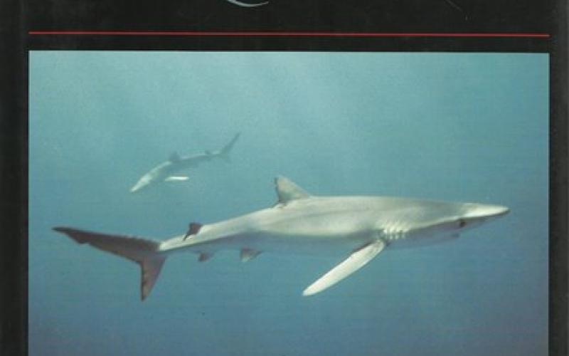Front Cover of Sharks in Question by Victor G Springer and Joy P Gold