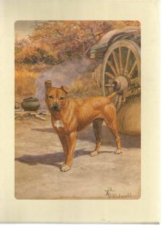 Front cover of Jock of the Bushveld by Sir Percy FitzPatrick